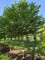 Afbeelding Storaxboom - Styrax japonicus