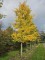Afbeelding Tempelboom of Eendenpootboom - Ginkgo biloba