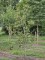 Afbeelding Peer 'Beurré Hardy' als struik - Pyrus c. 'Beurré Hardy'