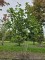 Afbeelding Purperkleurige Magnolia - Magnolia 'Lennei'