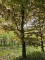 Afbeelding Klimboom rode beuk - Fagus sylvatica 'Atropunicea'