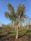 Afbeelding Kurkeik - Quercus Suber