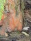 Afbeelding Smalle moerascypres - Taxodium distichum 'Shawnee Brave'