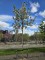 Afbeelding Rode sierappel met witte bloesem - Malus 'Red Sentinel'