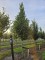 Afbeelding Laurierkers 'Caucasica' - Prunus laur. Caucasica