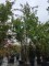 Afbeelding Indische sering 'Natchez' - Lagerstroemia 'Natchez'