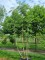 Afbeelding Duivelswandelstok - Aralia elata