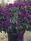 Afbeelding Rododendron met paars-paarse bloei - Rhododendron 'Marcel Menard'