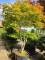 Afbeelding Japanse dwerg esdoorn Tsumabeni - Acer palmatum 'Tsumabeni'