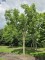 Afbeelding Chinese Vernisboom - Koelreuteria paniculata