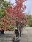 Afbeelding Indische sering 'Natchez' - Lagerstroemia 'Natchez'