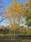 Afbeelding Plataan - Platanus x hispanica
