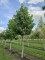 Afbeelding Amberboom - Liquidambar styraciflua 'Palo Alto'