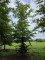 Afbeelding Groene beuk - Fagus sylvatica