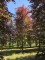 Afbeelding Rode beuk - Fagus sylvatica 'Atropunicea'