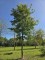 Afbeelding Valse Christusdoorn - Gleditsia triacanthos ‘Sunburst'