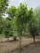 Afbeelding Geelbont bladige Tulpenboom - Liriodendron tulipifera 'Aureomarginatum'