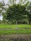 Afbeelding haagbeuk met een vol leischerm - Carpinus betulus