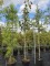 Afbeelding Vaantjesboom - Davidia involucrata
