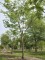 Afbeelding Valse Christusdoorn - Gleditsia triachantos 'Sunburst'