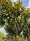 Afbeelding Grootbloemige groenblijvende Magnolia - Magnolia grandiflora 'Goliath'