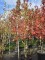 Afbeelding Amberboom - Liquidambar styraciflua