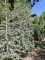Afbeelding Blauwe atlasceder - Cedrus libani 'Glauca'