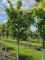 Afbeelding Chinese Sering - Syringa pekinensis 'China Snow'