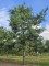 Afbeelding Grove Den - Pinus sylvestris