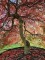 Afbeelding Japanse esdoorn - Acer palmatum 'Shigure bato'