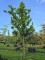 Afbeelding Dwergvorm Moerascypres - Taxodium distichum 'Peve Minaret'