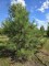 Afbeelding Oostenrijkse Den - Pinus nigra 'Nigra'