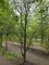 Afbeelding Speelboom,  klimboom, vogelboom, - Carpinus betulus