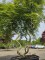Afbeelding Japanse Esdoorn - Acer palmatum 'Emerald Lace'