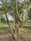 Afbeelding Winterbloeiende sierkers - Prunus x Subhirtella 'Autumnalis Rosea'
