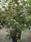 Afbeelding Japanse sneeuwbal - Viburnum plicatum 'Popcorn'