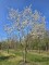 Afbeelding Krentenboompje - Amelanchier lamarckii