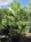 Afbeelding Oostenrijkse Den - Pinus nigra 'Nigra'