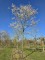 Afbeelding Krentenboompje - Amelanchier lamarckii