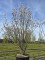 Afbeelding Magnolia - Magnolia 'Soulangeana'
