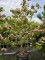 Afbeelding Japanse grootbloemige roze kornoelje - Cornus 'Rosy Teacups'