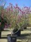 Afbeelding Magnolia 'Susan' - Magnolia 'Susan'