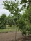 Afbeelding Kers 'Bigarreau Burlat' - Prunus avium 'Bigarreau Burlat'