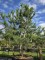 Afbeelding Grove Den - Pinus sylvestris