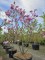 Afbeelding Magnolia 'Susan' - Magnolia 'Susan'