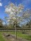 Afbeelding Krentenboompje - Amelanchier lamarckii