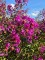 Afbeelding roodpaarse indische sering - Lagerstroemia indica 'Benoit'