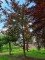 Afbeelding Rood bladige Klimboom - Fagus sylvatica 'Atropunicea'