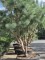 Afbeelding Grove Den - Pinus sylvestris
