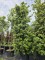 Afbeelding Steeneik - Quercus ilex